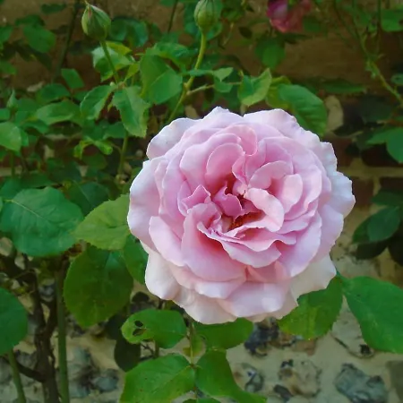 Le Du Colombier