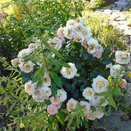 Le Du Colombier 펜션