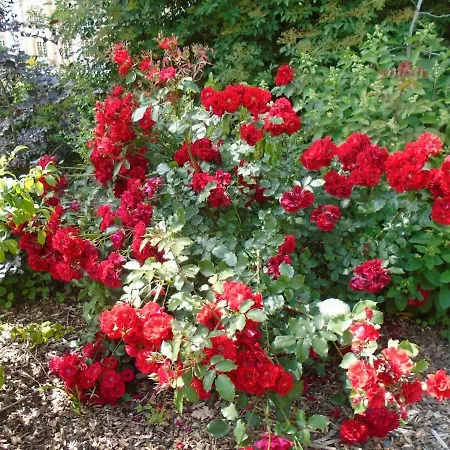 Le Du Colombier 펜션